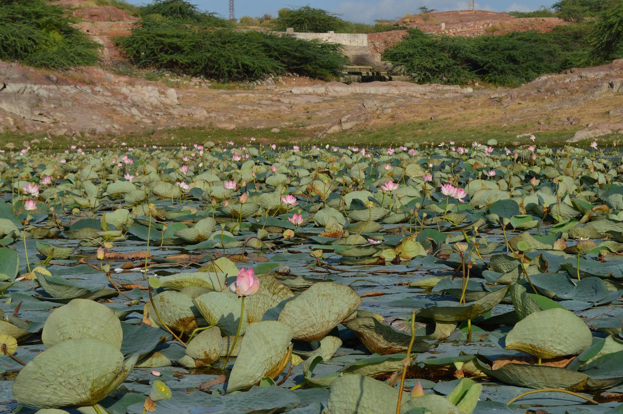 1st image description